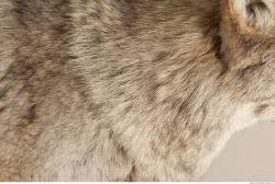 Photo Textures of Fur